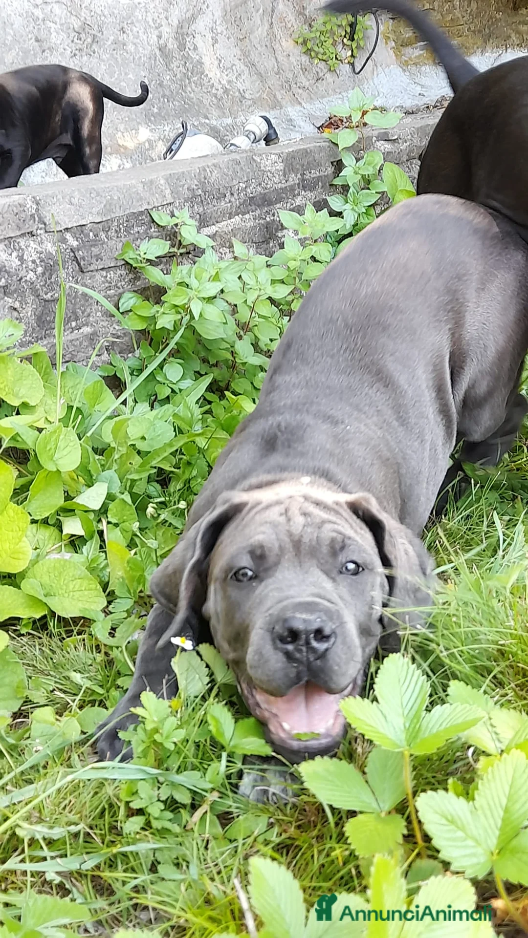Cane Corso cani in vendita: Cucciola di cane corso - Annuncio 2