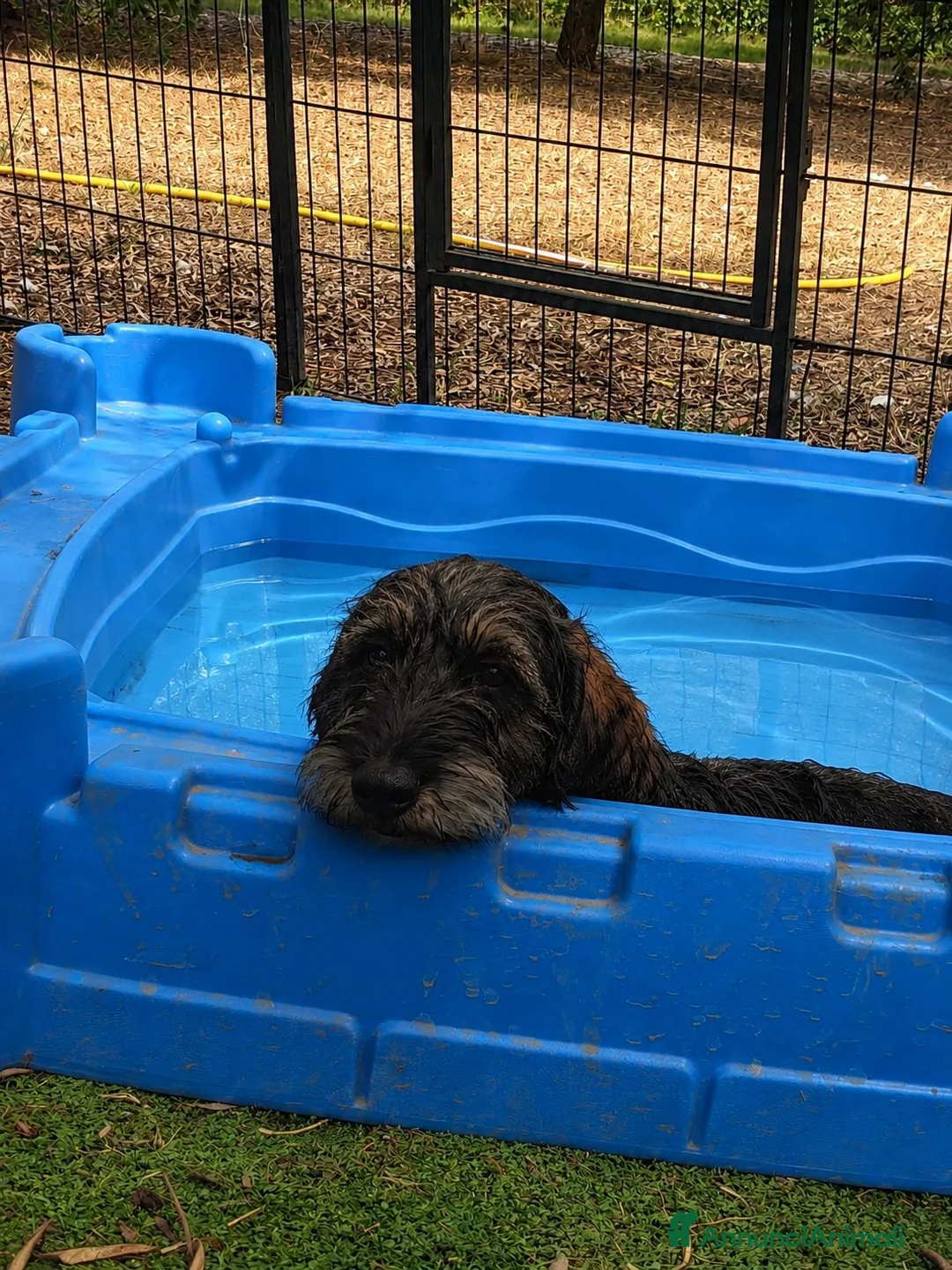 Bassotto cani in vendita: Ultime due cucciole di bassotto a pelo duro - Annuncio 2