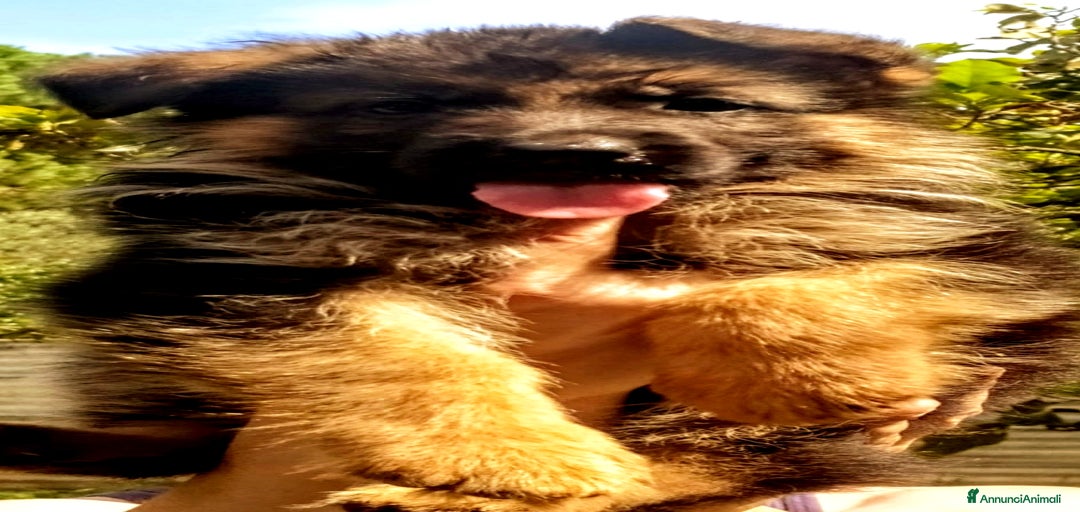 Immagine della galleria {{count}}