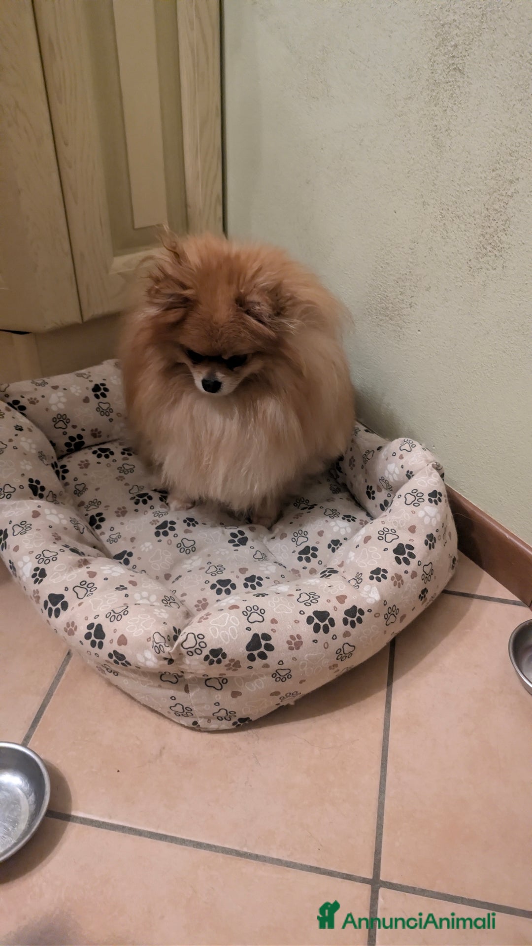 Volpino Pomerania cani in vendita: Volpino pomerania - Annuncio 11