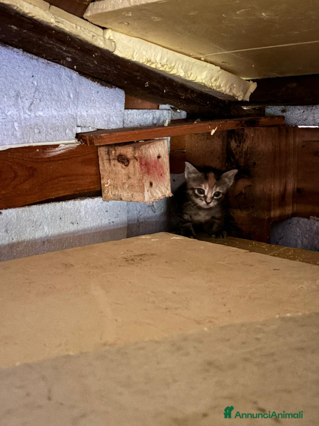 Altre razze gatti in vendita: 7 allegri batuffoli in cerca di casa a Province of Brescia - Immagine 3