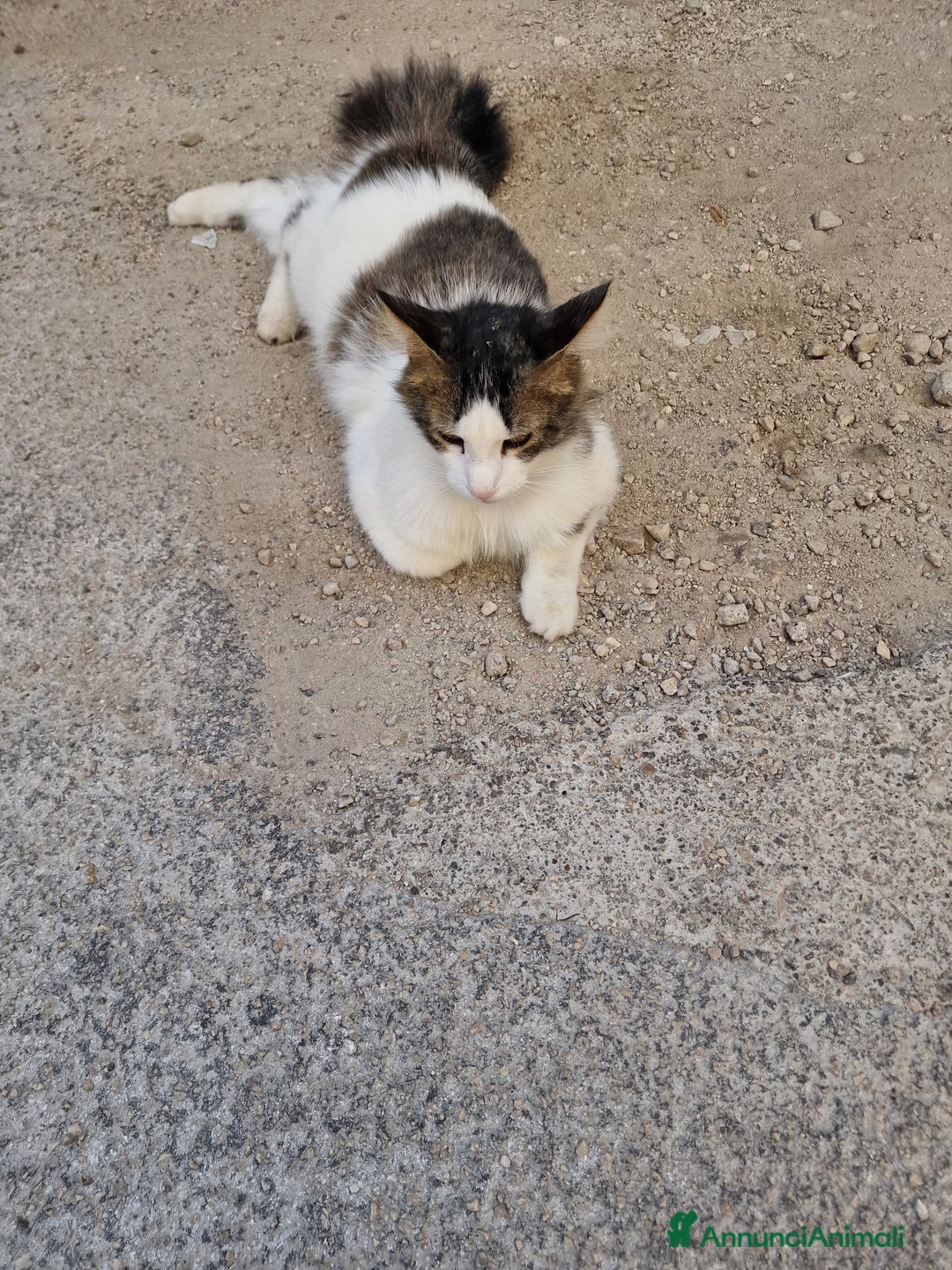 Europeo gatti in regalo: Gattina - Annuncio 5