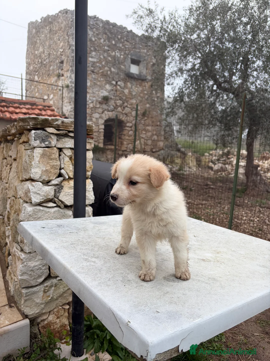Border Collie cani in vendita: Cucciole di Border collie - Annuncio 7