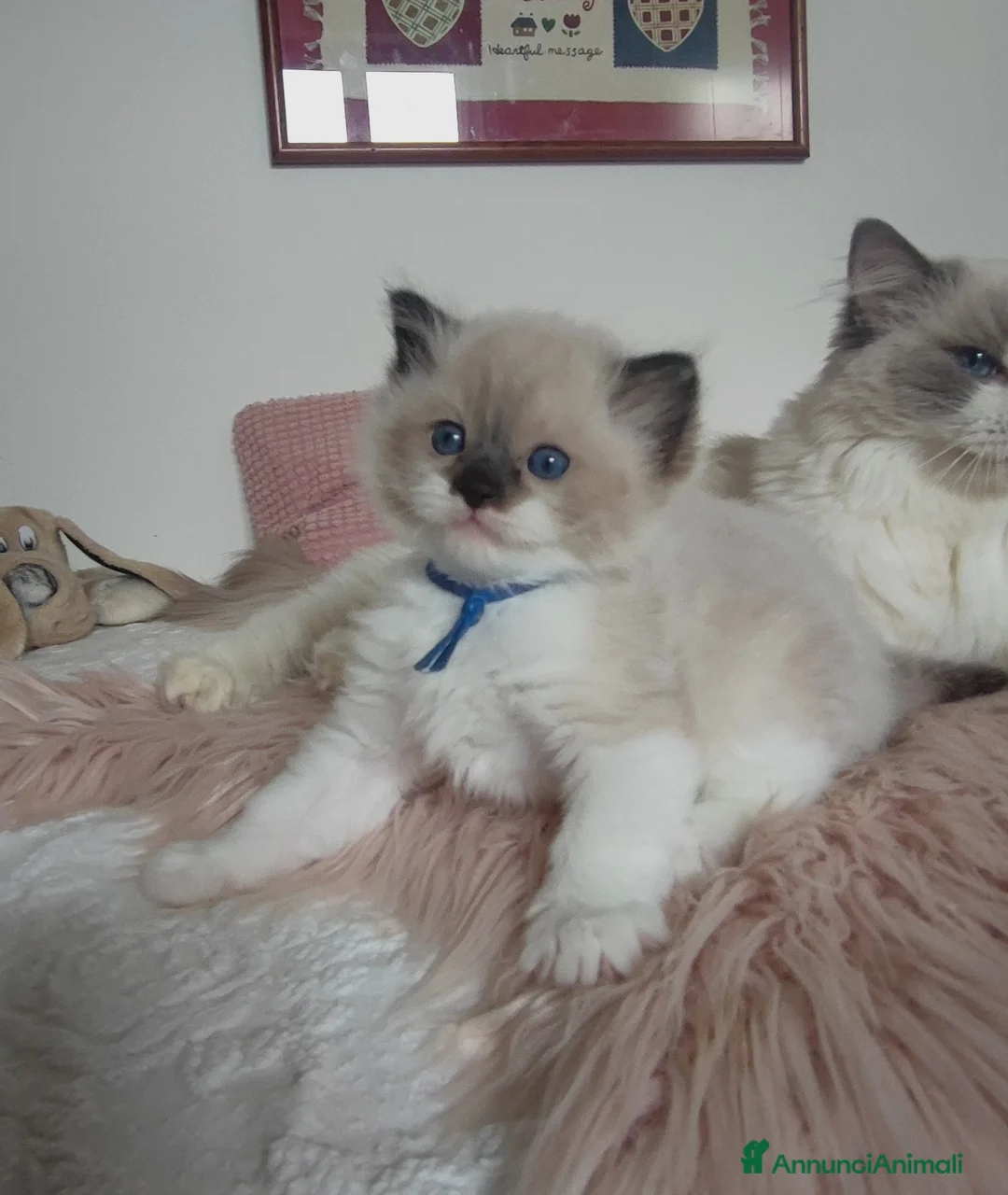 Ragdoll gatti in vendita: stupendo cucciolo ragdoll con pedigree ministerial - Annuncio 1