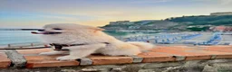 Volpino Pomerania cani per accoppiamento: Volpino di Pomerania Toy da monta  a Provincia di Lecco - Annuncio 9