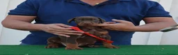 Dobermann cani in vendita: cuccioli di dobermann di altissima genealogia  a Provincia di Pescara - Annuncio 4