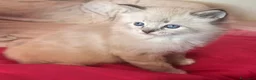Ragdoll gatti in vendita: Cucciolo Ragdoll maschio 3 mesi - Annuncio 6