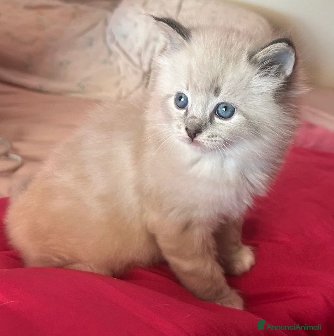 Ragdoll gatti in vendita: Cucciolo Ragdoll maschio 3 mesi - Annuncio 6