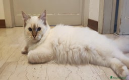 Sacro di Birmania gatti in vendita: Cuccioli di Sacro di Birmania  - Immagine 4