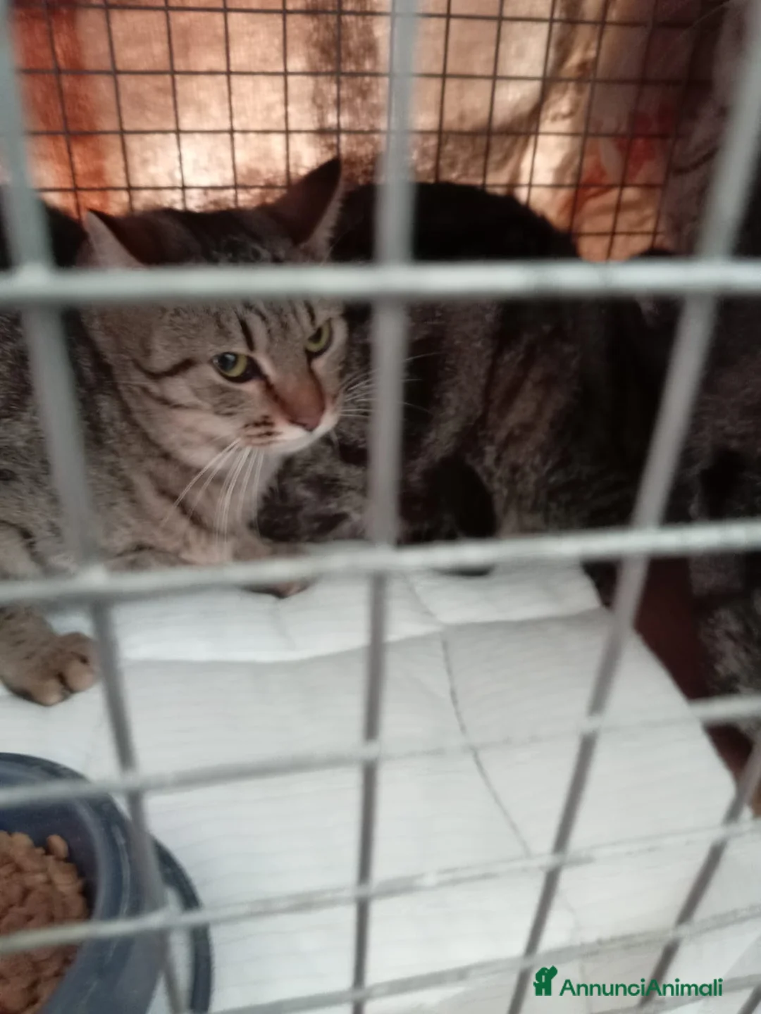 Europeo gatti in regalo: gatte 7 mesi❤️ adozione del cuore - Annuncio 4