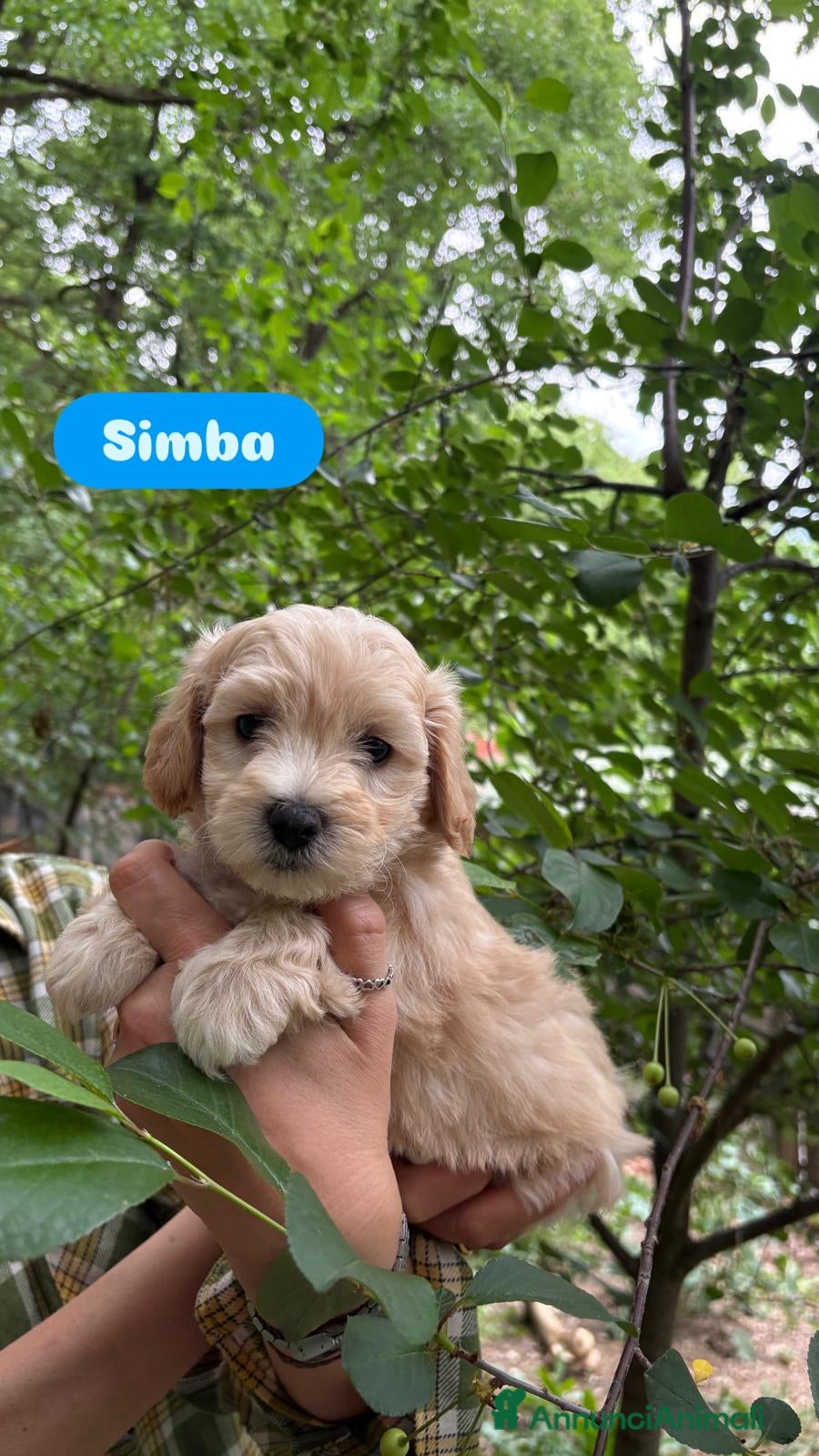 Maltipoo cani maltipoo - Annuncio 7