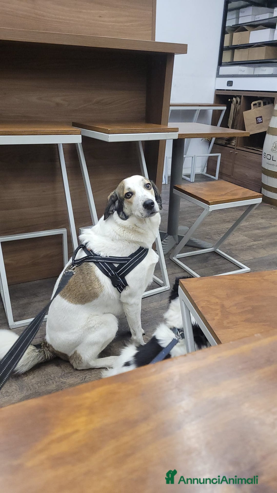 Meticcio cani in regalo: Splendida meticcia TWITTY a Città metropolitana di Milano - Annuncio 3