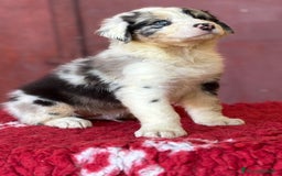 Australian Shepherd cani in vendita: Maschio Blue Merle - Roy a Provincia di Vicenza - Immagine 3