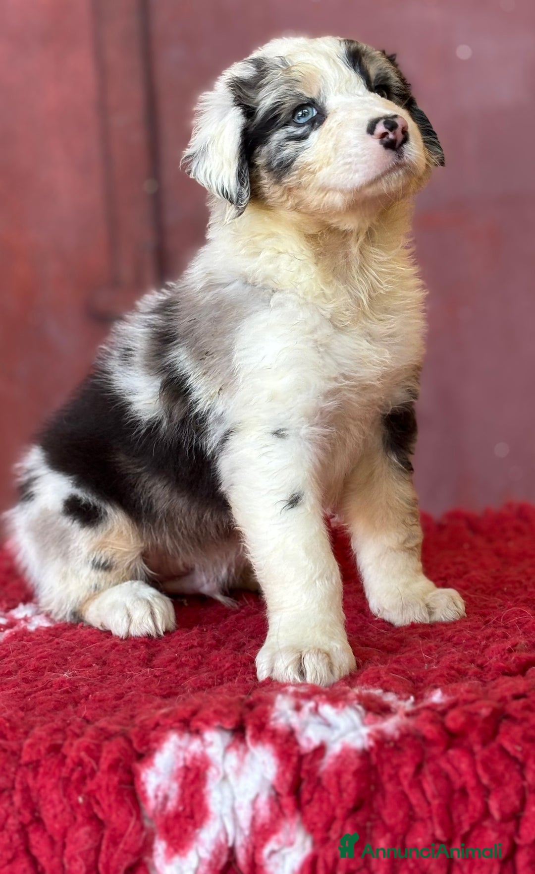 Australian Shepherd cani in vendita: Maschio Blue Merle - Roy a Provincia di Vicenza - Immagine 3