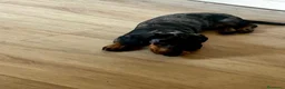 Bassotto cani in vendita: BASSOTTO Bellissimo cucciolo  - Annuncio 4