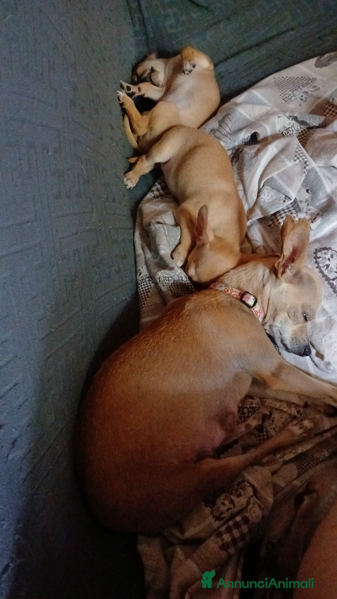 Chihuahua cani in vendita: Cuccioli di chihuahua deliziosi a Città metropolitana di Roma Capitale - Immagine 10