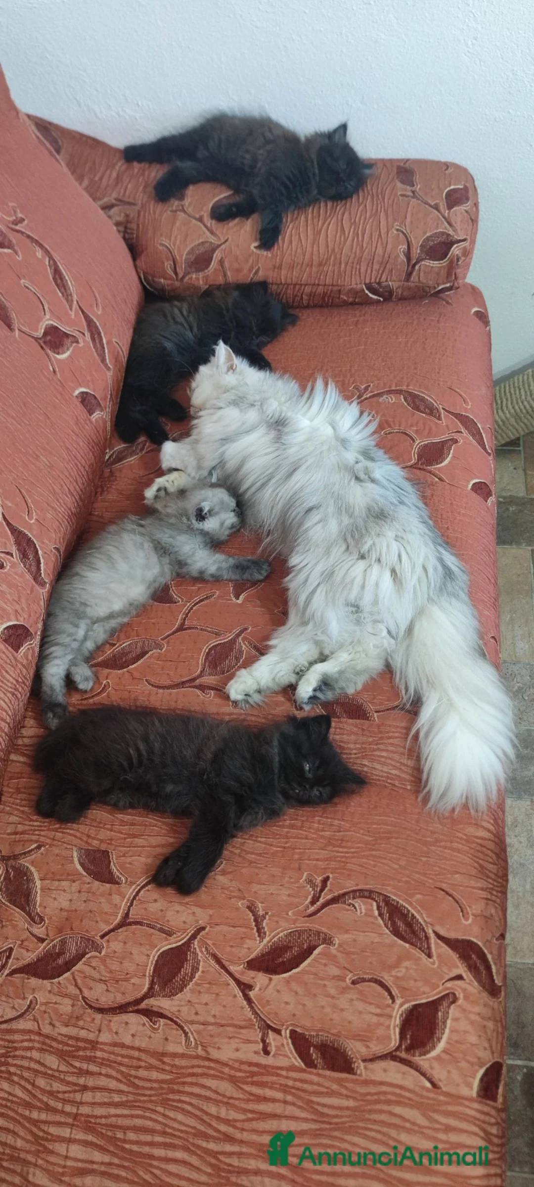 Persiano gatti in vendita: Gatto persiano - Annuncio 3