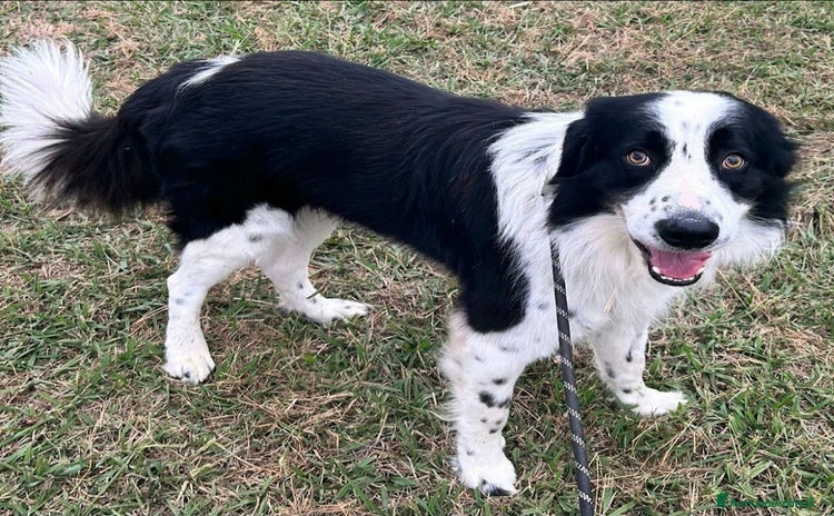 Meticcio cani - Annuncio 1