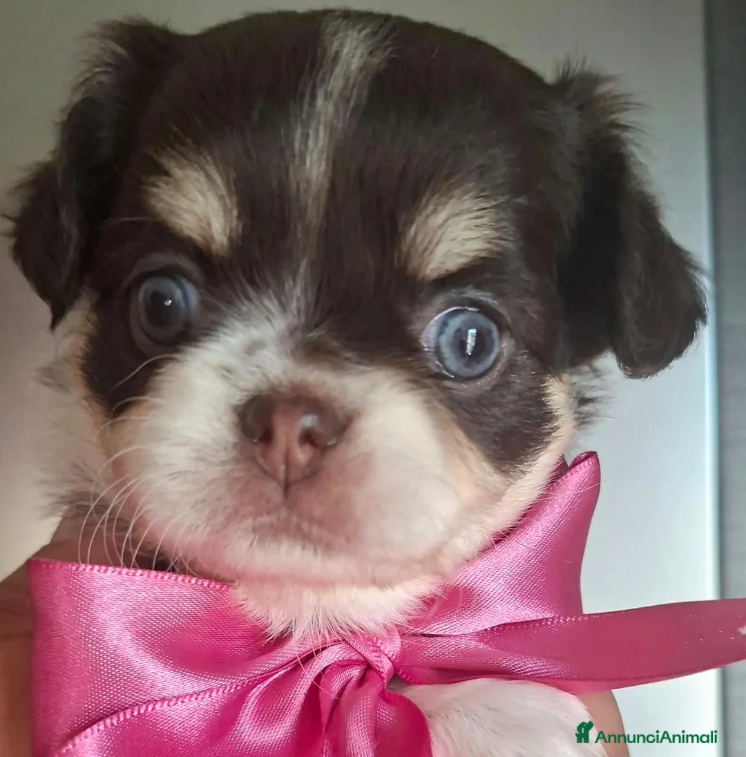Chihuahua cani in vendita: Femmina pelo lungo tg piccola  - Annuncio 1