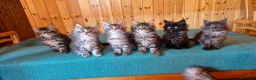 Maine Coon gatti in vendita: Maincoons cuccioli - Annuncio 4