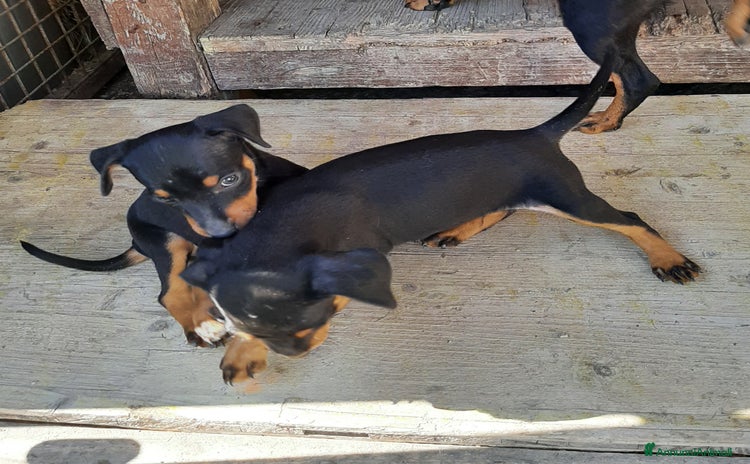 Pinscher Miniatura cani a Provincia di Reggio Emilia - Annuncio 1