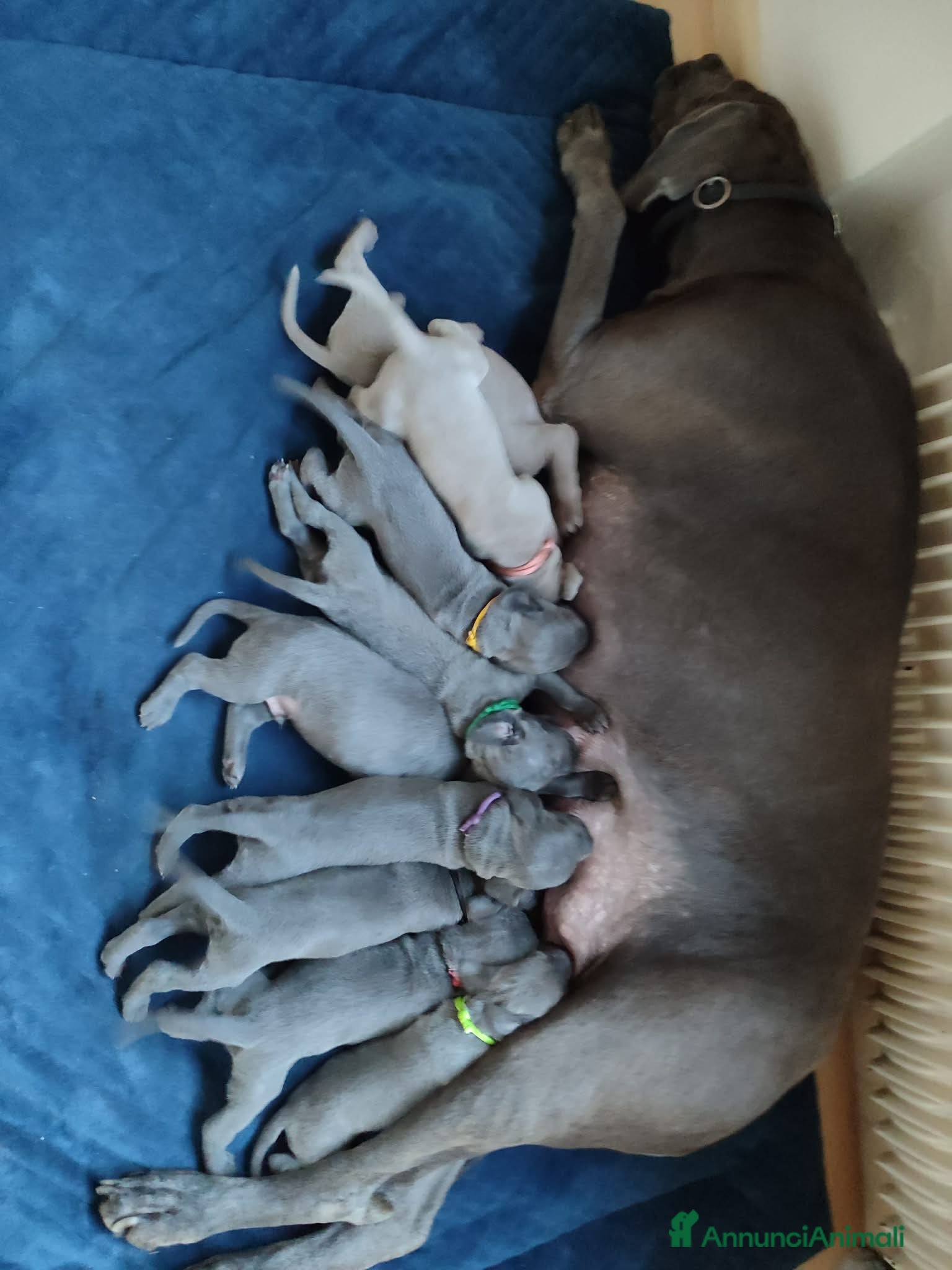 Weimaraner cani Weimaraner  - Annuncio 3