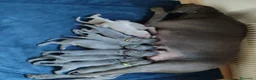 Weimaraner cani in vendita: Weimaraner  a Provincia autonoma di Bolzano - Alto Adige - Annuncio 1