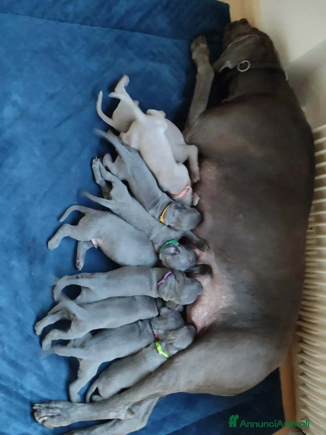 Weimaraner cani in vendita: Weimaraner  a Provincia autonoma di Bolzano - Alto Adige - Annuncio 1
