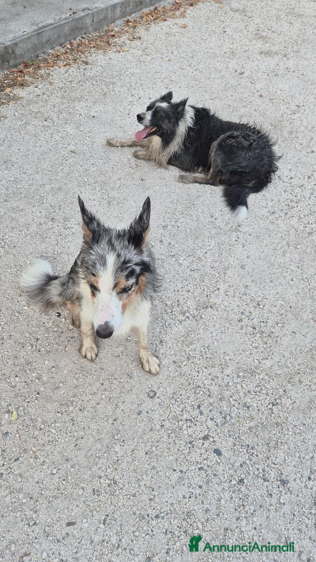 Border Collie cani Cuccioli di border collie con pedigree  - Annuncio 1