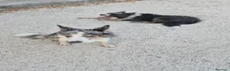 Border Collie cani in vendita: Cuccioli di border collie con pedigree  - Annuncio 1
