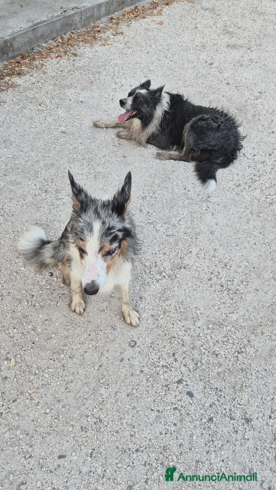 Border Collie cani in vendita: Cuccioli di border collie con pedigree  - Annuncio 1