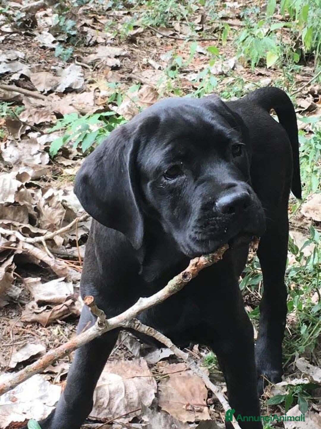 Cane Corso cani in vendita: cuccioli di cane corso  - Annuncio 13