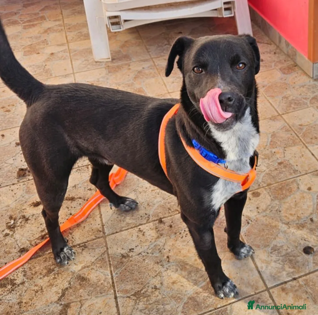 Meticcio cani in regalo: CUCCIOLO MICKY - Annuncio 3