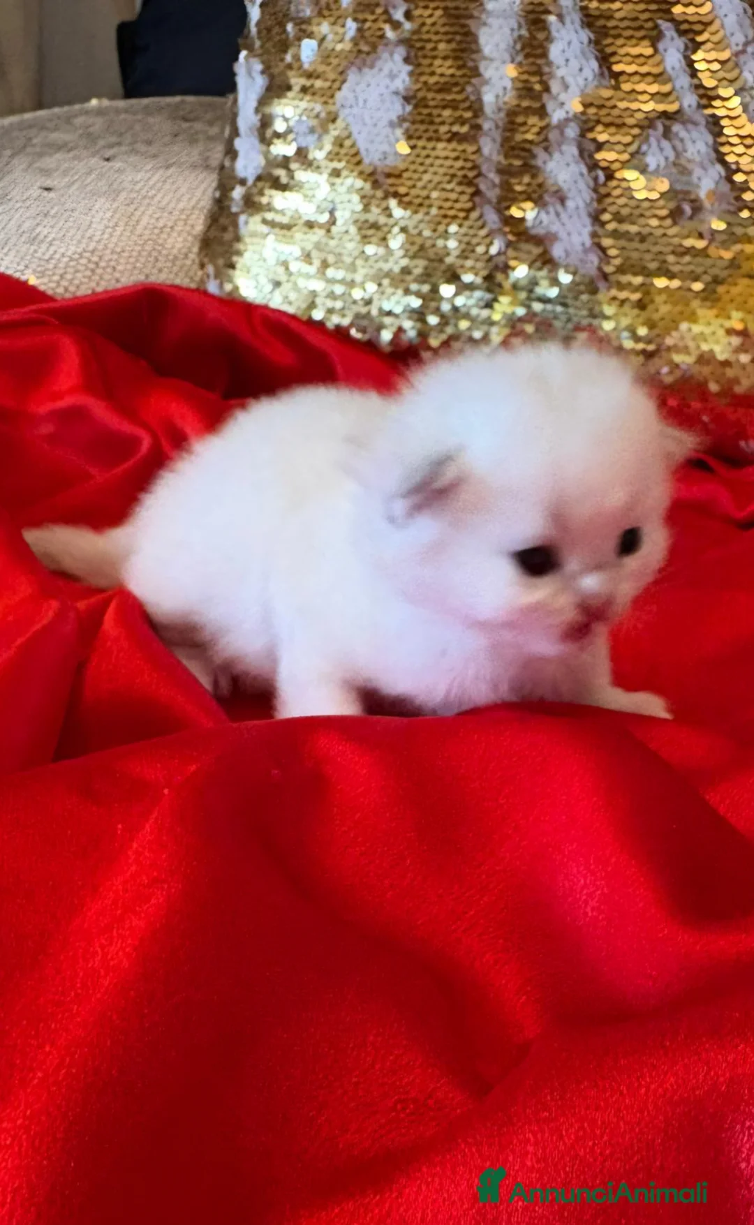 British gatti in vendita: Cuccioli di British con pedigree ENFI  - Annuncio 2