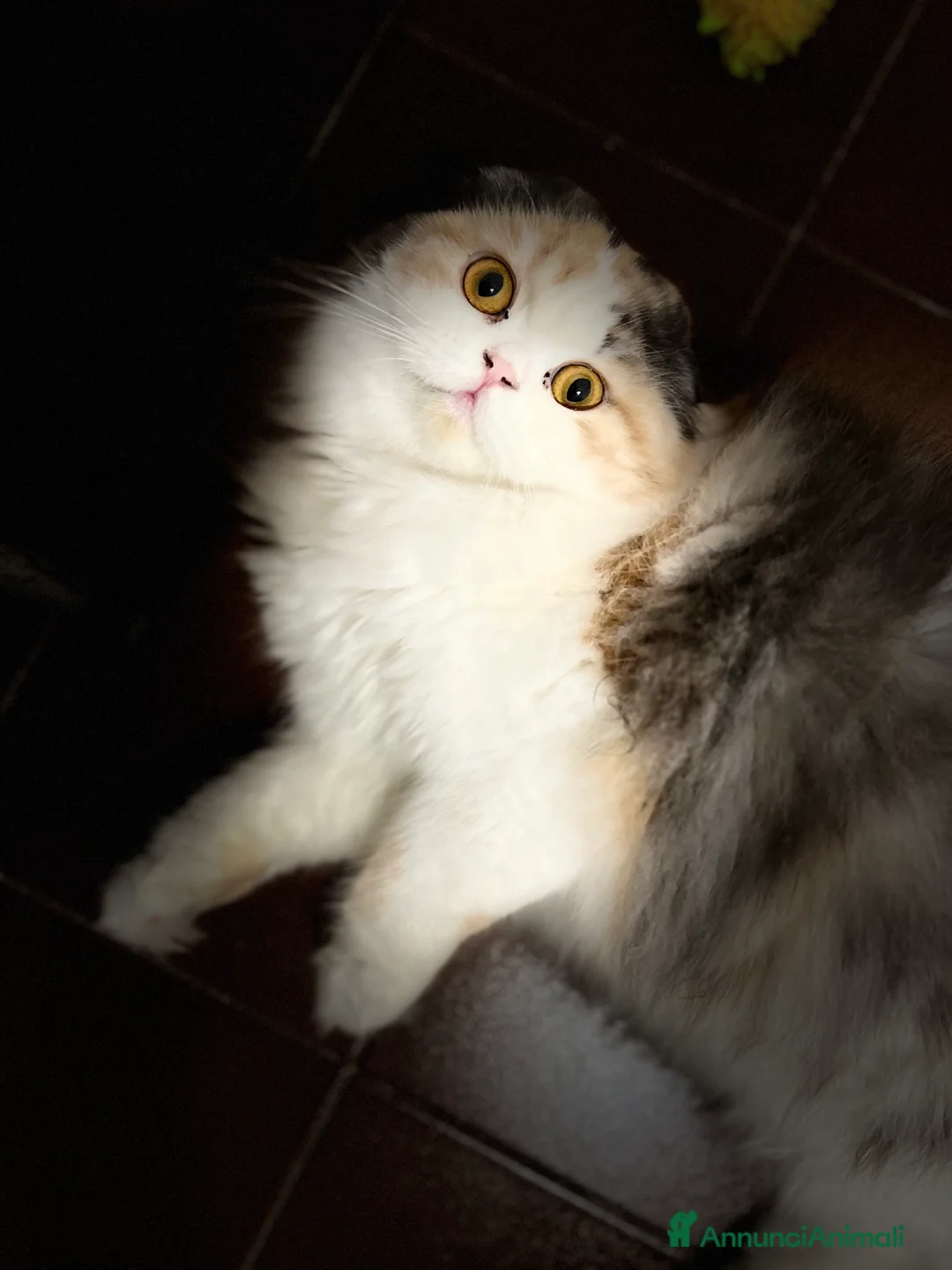 Immagine della galleria {{count}}