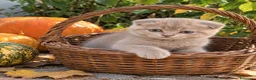 Scottish gatti in vendita: Scottish fold - Annuncio 7