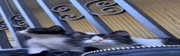 Meticcio gatti in regalo: Cercasi casa per cuccioli  - Annuncio 17