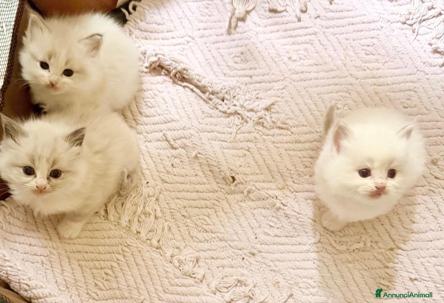 Ragdoll gatti cuccioli di ragdoll - Annuncio 2