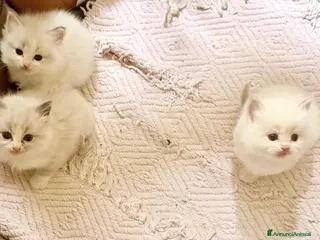 Ragdoll gatti cuccioli di ragdoll - Annuncio 2
