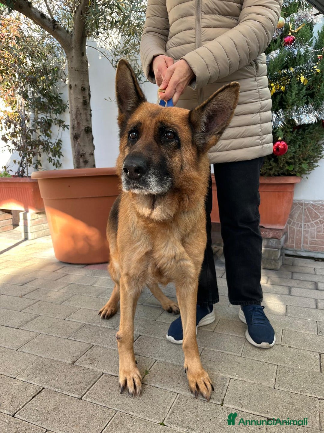 Pastore Tedesco cani in regalo: GIANNA PASTORE TEDESCO - Annuncio 7