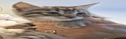 Europeo gatti in regalo: Pelosetta bellissima  - Annuncio 1