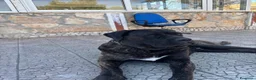 Cane Corso cani in vendita: CANE CORSO a Provincia di Barletta-Andria-Trani - Annuncio 2