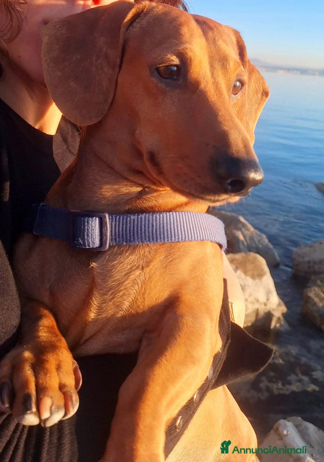 Bassotto cani per accoppiamento: Pablo cerca moglie - Annuncio 2