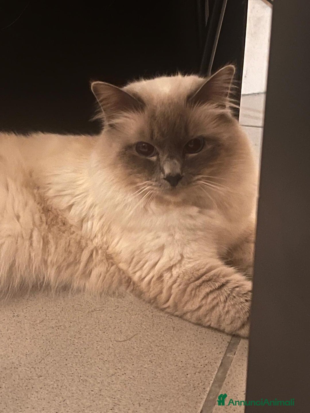 Sacro di Birmania gatti per accoppiamento: Sacro di Birmania per monte a Città Metropolitana di Torino - Annuncio 1