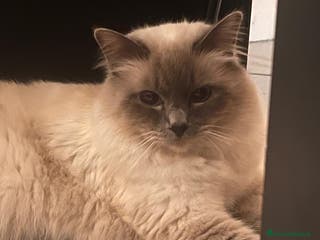 Sacro di Birmania gatti Sacro di Birmania per monte a Città Metropolitana di Torino - Annuncio 30