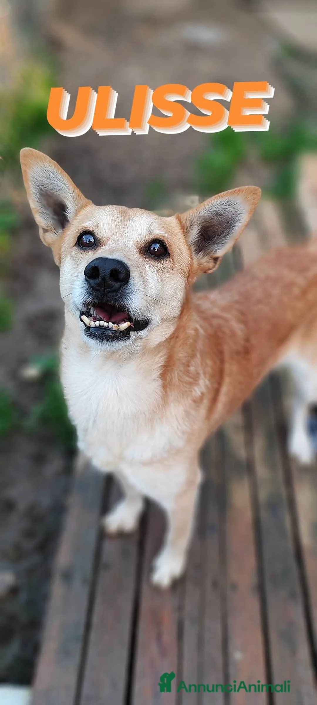 Meticcio cani in regalo: Ulisse cerca casa  - Annuncio 3