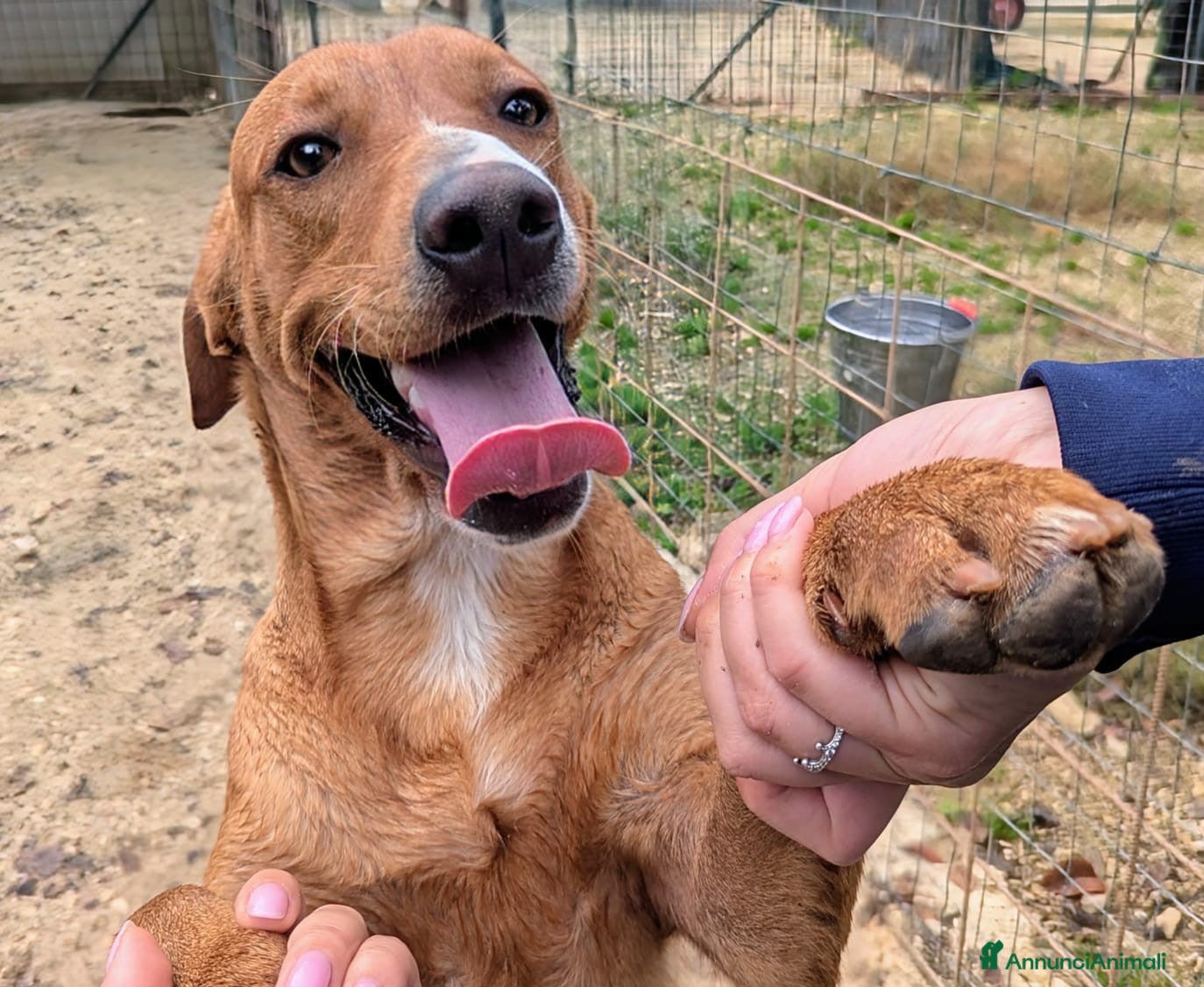 Meticcio cani IL TENERISSIMO CORFU' - Annuncio 26