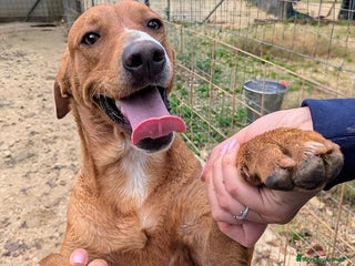 Meticcio cani IL TENERISSIMO CORFU' - Annuncio 26