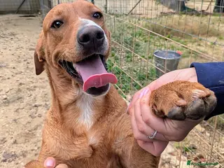 Meticcio cani IL TENERISSIMO CORFU' - Annuncio 2