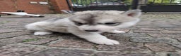 Husky cani in regalo: Siberian Husky in adozione - Annuncio 2